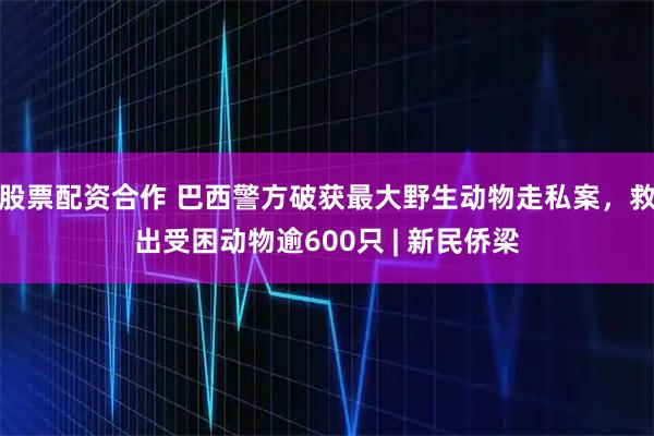 股票配资合作 巴西警方破获最大野生动物走私案，救出受困动物逾600只 | 新民侨梁